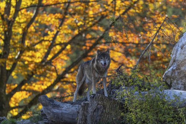 One eurasian gray wolf (Canis lupus lupus) standing on a log on a small hill with a bright and colourful fall foliage in the background