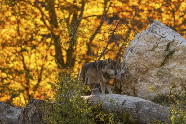 One eurasian gray wolf (Canis lupus lupus) standing on a log on a small hill with a bright and colourful fall foliage in the background