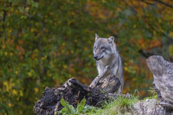 One eurasian gray wolf (Canis lupus lupus) standing between logs on a hill with a forest in fall colours in the background
