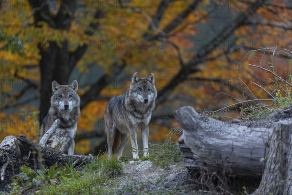 Two eurasian gray wolf (Canis lupus lupus) standing between logs on a hill with a forest in fall colours in the background