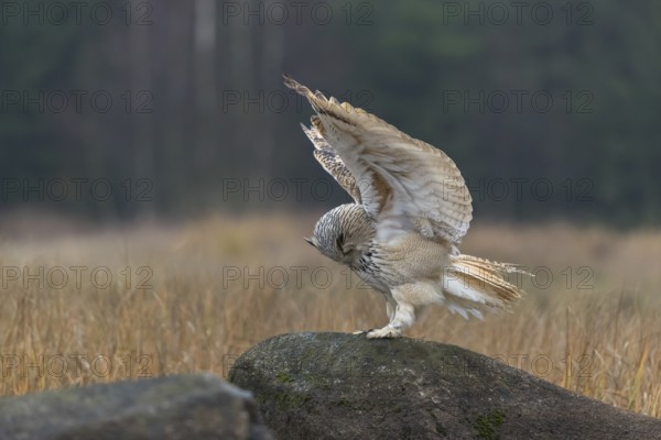 One Siberian Eagle Owl (Bubo bubo sibiricus) landing on a rock between tall reed grass lakeshore on an autumnal misty cold morning