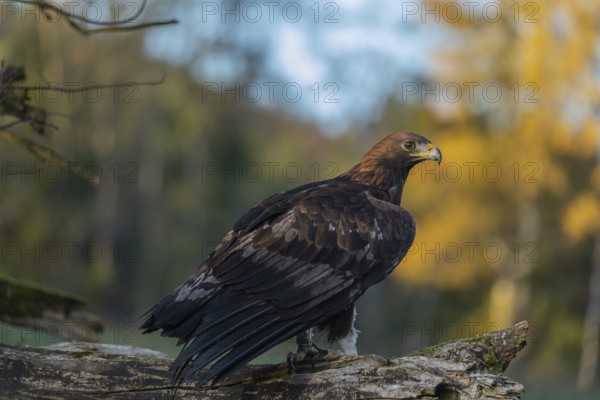 One golden eagle (Aquila chrysaetos) sitting on a broken and rotting log with fall foliage in the background