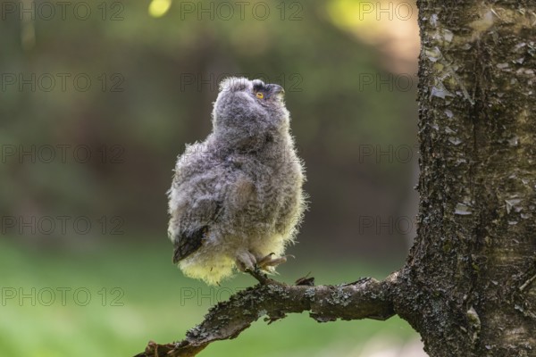 One young long-eared owl (Asio otus), sitting on a branch of a tree. Green vegetation in the background
