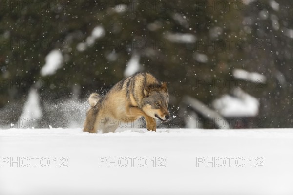 One male eurasian gray wolf (Canis lupus lupus) running thru deep snow during snow fall. A forest in the background