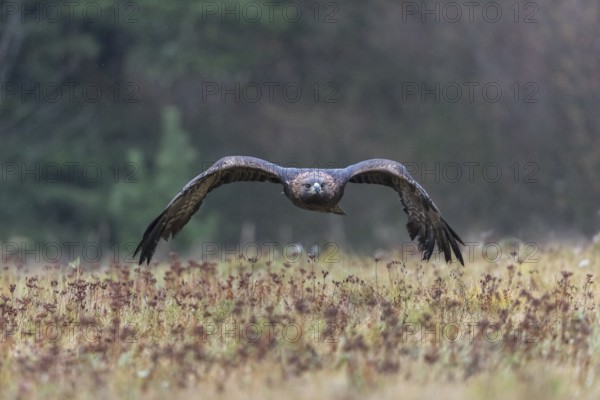 One golden eagle (Aquila chrysaetos) flying over a meadow during snow fall. A forest in the background