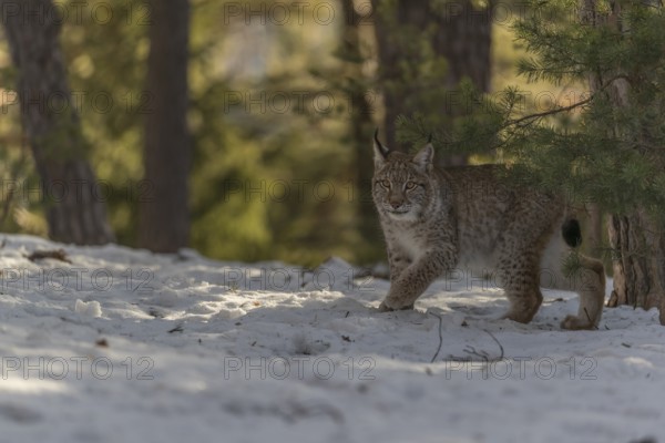 One young male Eurasian lynx, (Lynx lynx), walking over a snow covered forest ground in early morning light