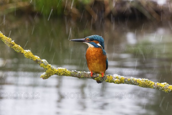 Kingfisher (Alcedo attis), adult male, perched on a branch above a stream, amongst falling sleet, in the wintertime, Hesse, Germany, Europe