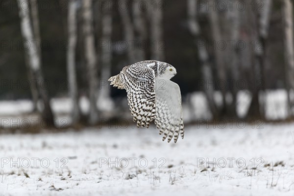 One snowy owl, Bubo scandiacus, Bubo scandiaca, Nyctea scandiaca flying over a snowy meadow with a forest of birch trees in the background