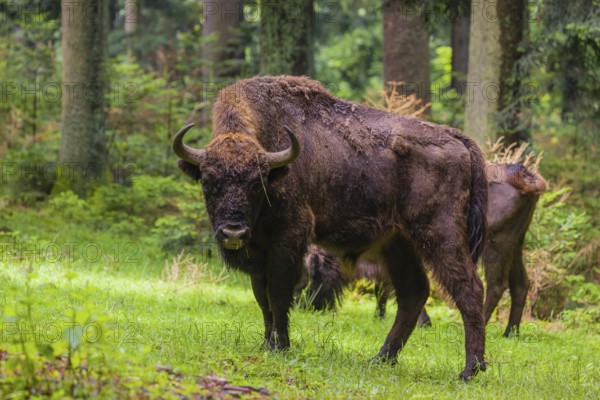 An adult male and female European bison (Bison bonasus) stand in a clearing in a dense forest