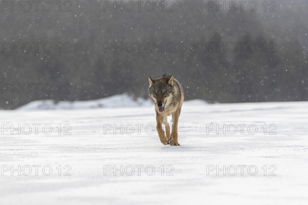 One male eurasian gray wolf (Canis lupus lupus) walking thru deep snow during snow fall. A forest in the background