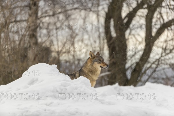 One male eurasian gray wolf (Canis lupus lupus) walking thru deep snow during snow fall. A forest in the background