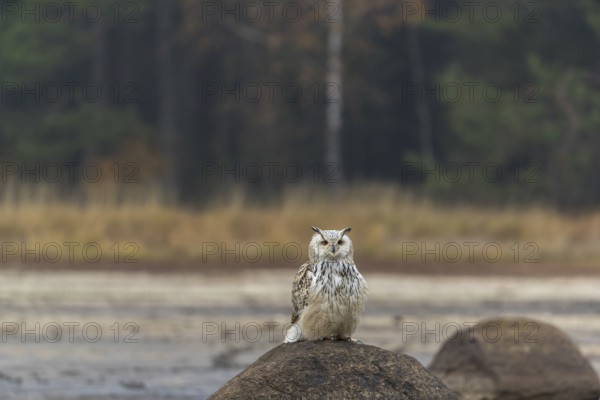 One Siberian Eagle Owl (Bubo bubo sibiricus) sitting on a rock at a dry lakeshore on an autumnal misty cold morning