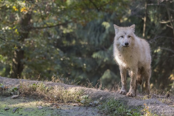 One Arctic wolf (Canis lupus arctos) standing in a small forest opening