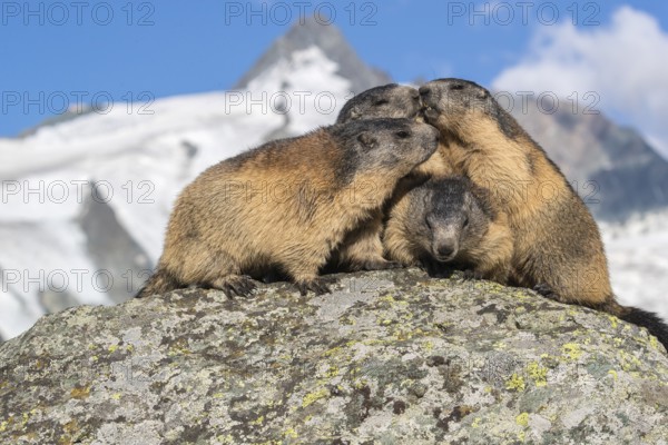 Group of Alpine Marmots, Marmota marmota, sideview portrait in early morning light. Grossglockner mountain in the distant background. Grossglockner high alpine road, Hohe Tauern National Park, Austria, Europe
