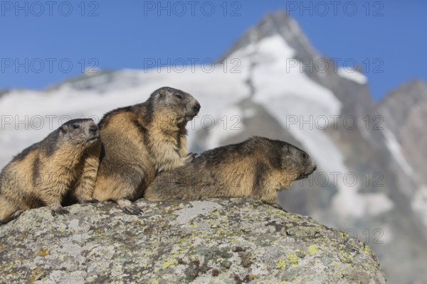 Three adult Alpine Marmot, Marmota marmota, sitting in front of the Grossglockner mountain in bright sunlight and a blue sky