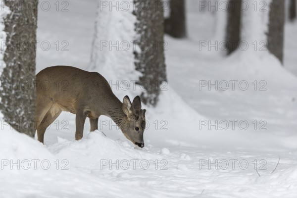 One young male Roe Deer, Roe buck (Capreolus capreolus), walking through a forest in deep snow. Trees in the background