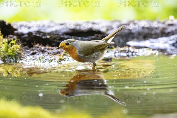 European robin (Erithacus rubecula) bathing Germany
