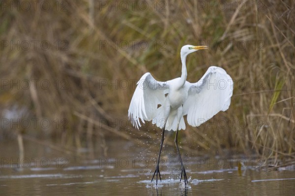 Great White Egret (Egretta alba) Germany