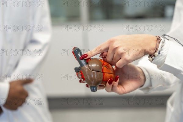 Medical student pointing at anatomical heart model during a lesson in university classroom
