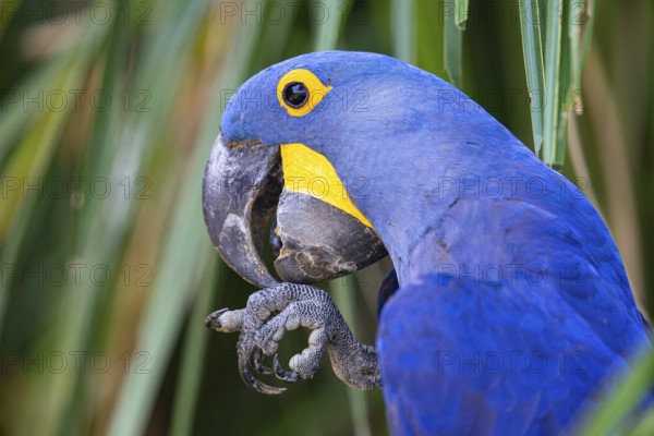 Hyacinth Macaw (Anodorhynchus hyacinthinus) Pantanal Brazil