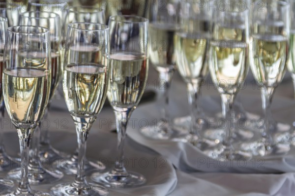 Several full champagne glasses stand on a table and reflect the light, champagne reception, Germany, Europe