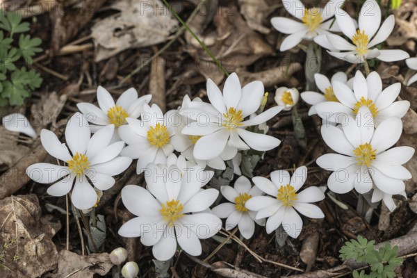Canadian bloodroot (Sanguinaria canadensis), Emsland, Lower Saxony, Germany, Europe