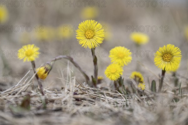 Coltsfoot (Tussilago farfara), Emsland, Lower Saxony, Germany, Europe
