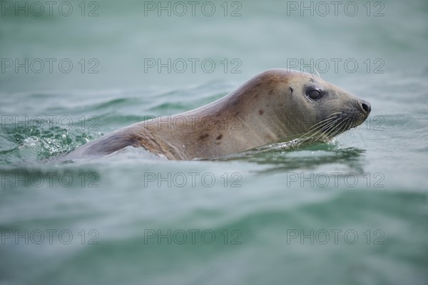 Grey seal (Halichoerus grypus) looking out of the water while swimming in the sea, Düne, Helgoland, Schleswig-Holstein, Germany, Europe