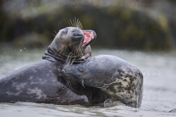 Grey seal (Halichoerus grypus) playing with each other in the water, sea, Düne, Helgoland, Schleswig-Holstein, Germany, Europe