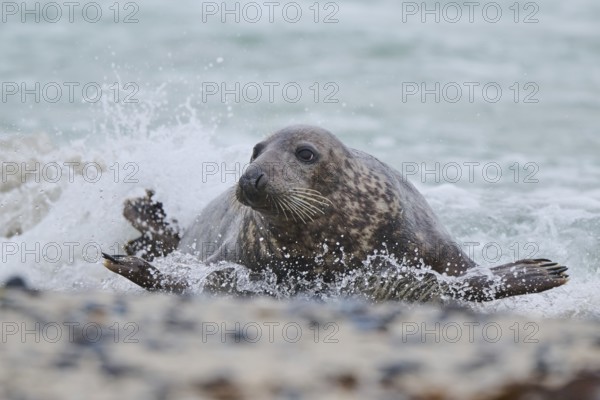 Grey seal (Halichoerus grypus) coming out of the water on the beach, Düne, Helgoland, Schleswig-Holstein, Germany, Europe