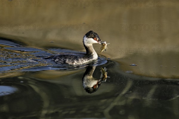Slavonian grebe (Podiceps auritus), adult, in a white plumage, winter plumage, swimming with a fish in its beak, Lake Zug, Switzerland, Europe