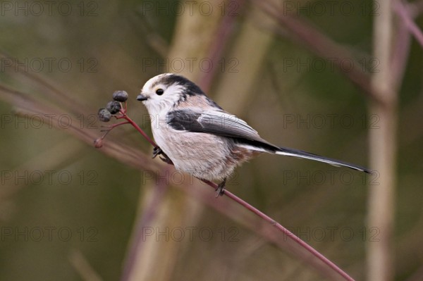 Long-tailed Tit (Aegithalos caudatus), eating fruit, Switzerland, Europe