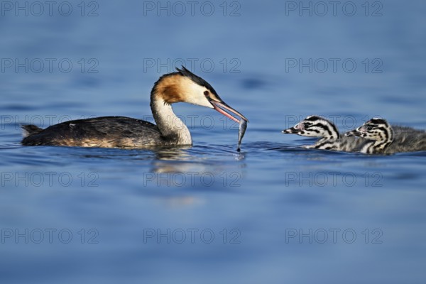 Great Crested Grebe (Podiceps Scalloped ribbonfish), feeding a chick with fish, swimming in the water, Lake Zug, Canton Zug, Switzerland, Europe