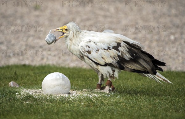 Egyptian vulture (Neophron percnopterus) using a stone as a tool to open the hard shell of an ostrich egg, La Volerie des Aigles bird of prey sanctuary, Kintzheim, Alsace, France, Europe