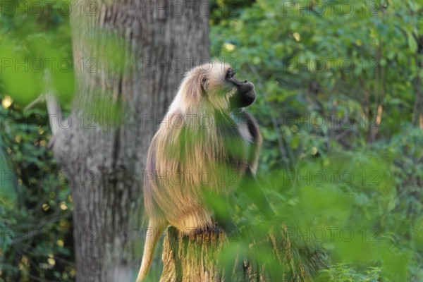 A male Gelada (Theropithecus gelada), or bleeding-heart monkey sits in beautiful light on a rotten tree stump lying in green vegetation