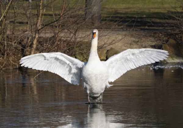 Mute Swan (Cygnus olor), male bird, standing on a frozen lake in its breeding territory, flapping its wings, Hesse, Germany, Europe