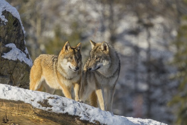 Two grey wolves (Canis lupus lupus) stand on a snow-covered hill between a rock and a fallen tree on a cold, sunny day