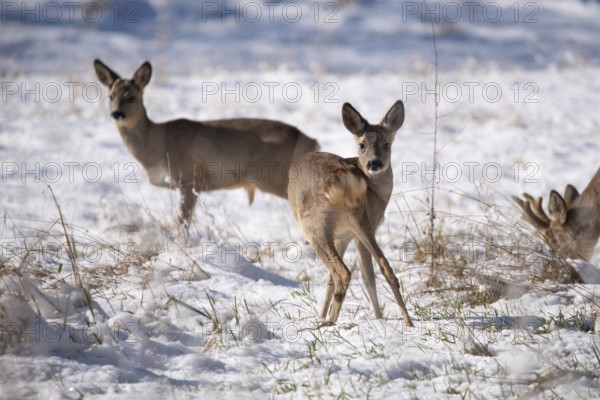Three deer standing in a snowy winter landscape, Stadtpark Rotehorn, Magdeburg, Saxony-Anhalt, Germany, Europe