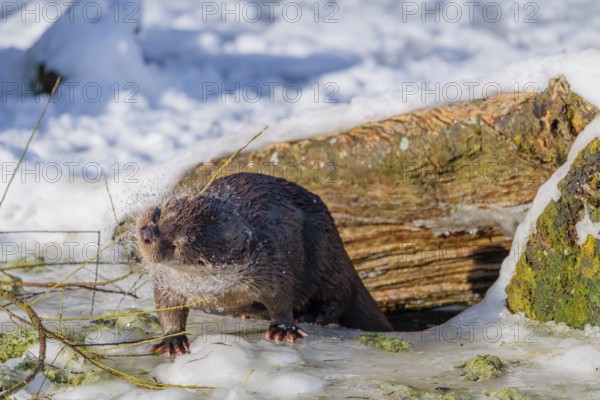 On a sunny day, an otter (Lutra lutra) sits on the ice of a frozen river in front of the root of a dead tree and shakes the water off its fur