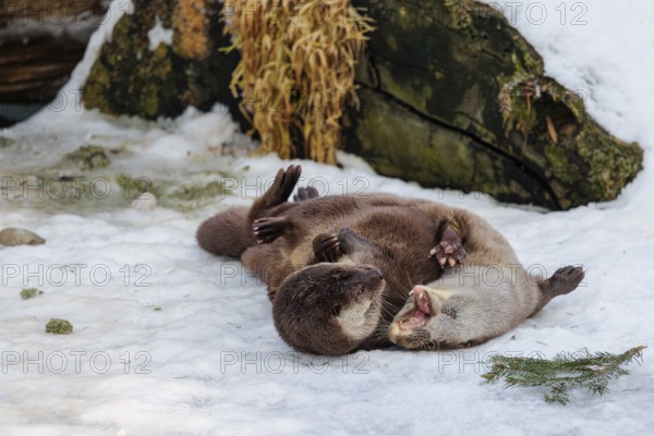 On a sunny day two otters (Lutra lutra) play in the snow in front of a root of a dead tree