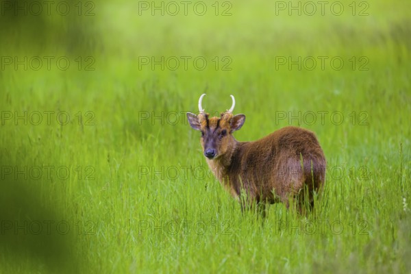 One male Reeves's muntjac (Muntiacus reevesi) stands on a green meadow
