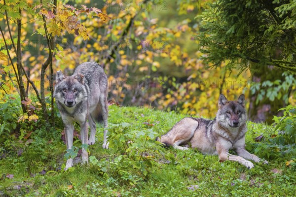 An adult male eurasian gray wolf (Canis lupus lupus) runs on hilly terrain on a green meadow, framed by colorful fall foliage, Another wold rests