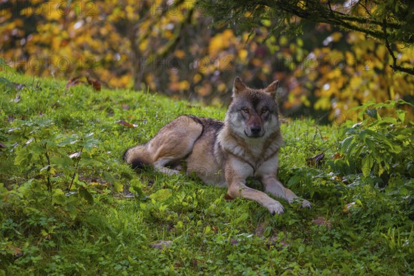 An adult male eurasian gray wolf (Canis lupus lupus) rests on hilly terrain on a green meadow, framed by colorful fall foliage