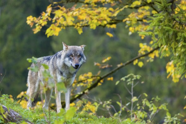 One eurasian gray wolf (Canis lupus lupus) stands on a hill, observing the area. A forest in fall colours in the background