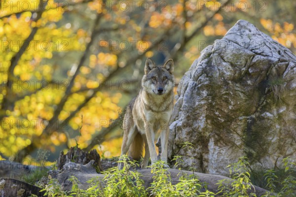 One eurasian gray wolf (Canis lupus lupus) stands on a log in front of a rock observing the area. Intensive fall colours in the background