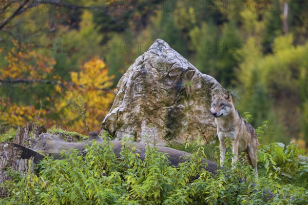 One eurasian gray wolf (Canis lupus lupus) stands on a log in front of a rock between green vegetation, observing the area. Intensive fall colours in the background