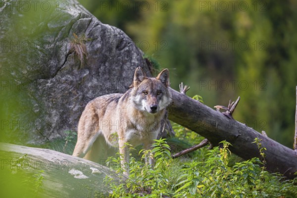 A Eurasian gray wolf (Canis lupus lupus) stands, framed by leaves, on a hill between rocks and rotting tree trunks. Behind it lies a forest in intense autumn colors