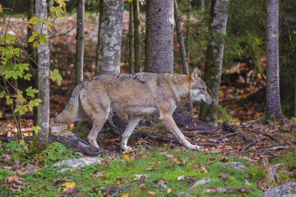 A eurasian gray wolf (Canis lupus lupus) runs through the green undergrowth at a forest edge