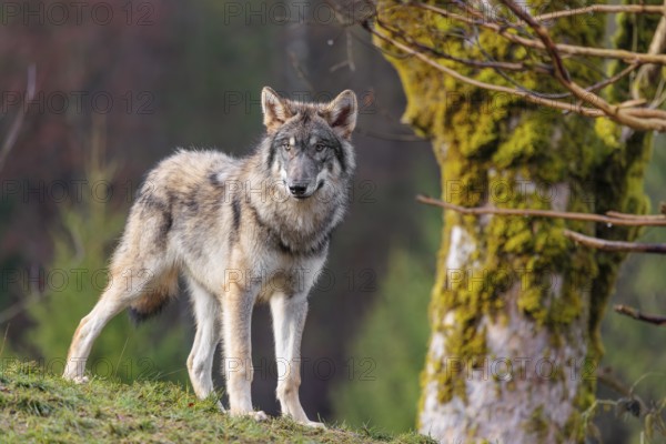A young grey wolf (Canis lupus lupus) stands in a meadow next to a moss-covered tree on a hill on an overcast day