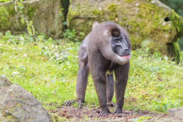 An adult male drill (Mandrillus leucophaeus) stands on the green forest floor, looking around